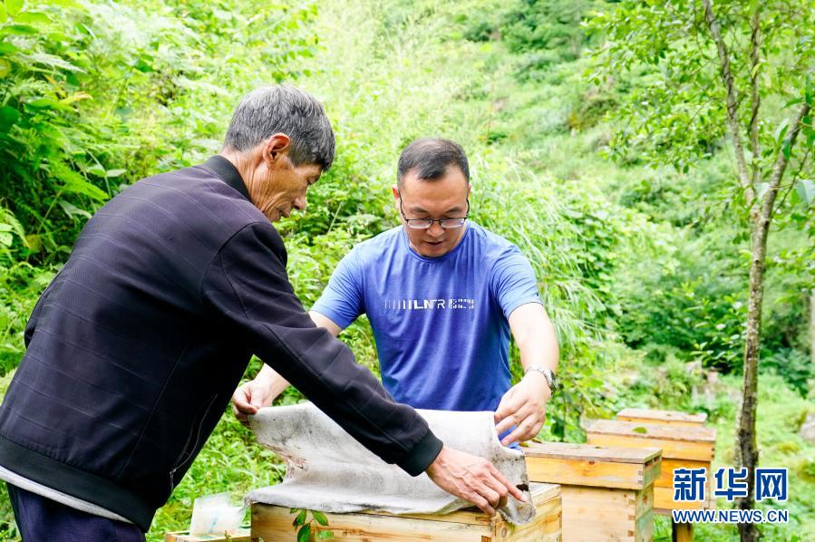 2020年7月7日,中益乡华溪村驻村第一副书记罗风华(右)查看贫困户谭登周养殖的中华蜜蜂蜂蜜生产情况。新华社记者 刘潺 摄